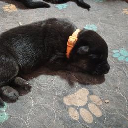 Orange collar girl - Bi-color female German Shepherd puppy in Centralia, Illinois from Janices AKC German Sheperds LLC