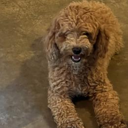 Cavapoos from Timber Ridge Farm