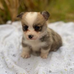 Liberty - Red female Pembroke Welsh Corgi puppy in Hope, Arkansas from Foxy Knoll Farm