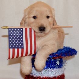 Golden Retrievers from River Road Golden Retrievers