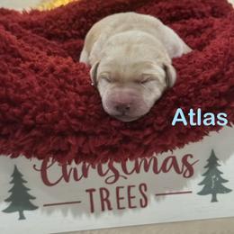 Atlas - Yellow male Labrador Retriever puppy in Tigard, Oregon from Morrison Labrador Retreivers