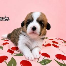 Starla - White and red female Pembroke Welsh Corgi puppy in Riverside, California from Chases Dream Kennel
