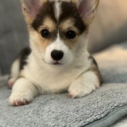 Pembroke Welsh Corgi Puppies from Double C Corgi's