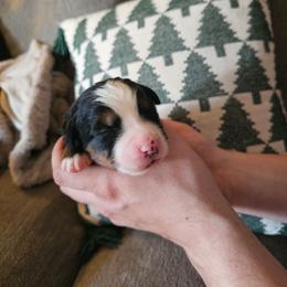 Rose - Black rust and white female Bernese Mountain Dog puppy in Inman, South Carolina from Shadow Acres