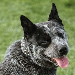 Ruckus - Australian Cattle Dog
