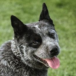 Ruckus - Australian Cattle Dog