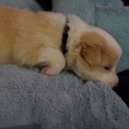 Black Collar - White and gold Border Collie puppy in Dublin, California from Borders of Beauty: The Perfect Blend of Beauty and Brains