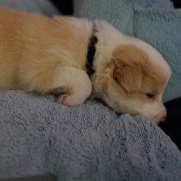 Black Collar - White and gold Border Collie puppy in Dublin, California from Borders of Beauty: The Perfect Blend of Beauty and Brains
