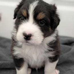 Chase - Black tri-color male Australian Shepherd puppy in Rhode Island from Ocean Cliff Aussies