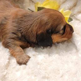 Dachshund Puppies from CLARK'S BREEDING PROGRAM