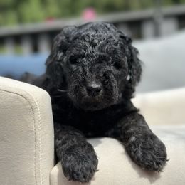Cosmo - Black male Goldendoodle puppy in Rainier, Oregon from Beaver Springs Puppies