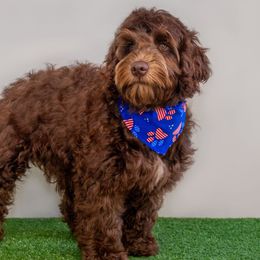 Colt - Chocolate Australian Labradoodle puppy in Wewahitchka, Florida from Stony Brook Australian Labradoodles, LLC