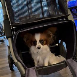 Chloe - Papillon