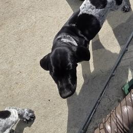 Dk green collar - Black roan male German Shorthaired Pointer puppy in Tumwater, Washington from Mike's German Shorthaired Pointers