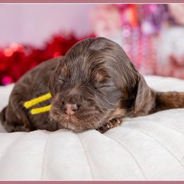 Emerald - Brown and tan female Cockapoo puppy in Connersville, Indiana from Deaz Doodle Ranch