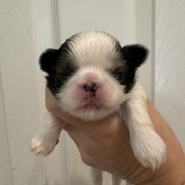Manzo - Red and white male Shih Tzu puppy in Spring, Texas from Precious Tzu Crew