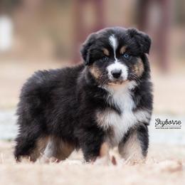 Kirby - Black tri-color female Australian Shepherd puppy in Woodford, Virginia from Skyborne Australian Shepherds