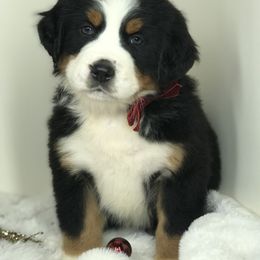 Bernese Mountain Dog and Cavapoo Puppies from Amani’s Doodles & Berners