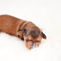 Miles - Red male Dachshund puppy in Neosho, Missouri from Tinker Toy Doxies