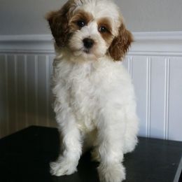 Muffin - Parti female Goldendoodle puppy in Taylorsville, North Carolina from Heartfelt Doodles