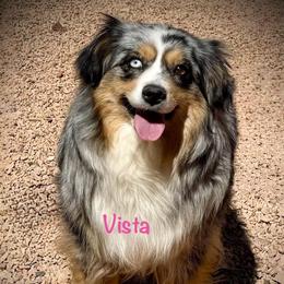 Vista - Miniature Australian Shepherd