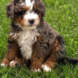 Sissy - Blue merle female Bernedoodle puppy in Saint Francis, Kansas from Land of Oz Doodles