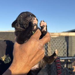 Boy 2 - Cane Corso puppy from Busch Kennels LLC