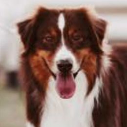 Australian Shepherds from Brilliant Beautiful Australian Shepherds