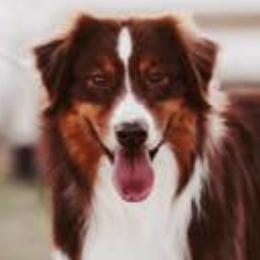 Australian Shepherds from Brilliant Beautiful Australian Shepherds