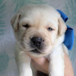 Levi - Yellow male Labrador Retriever puppy in Dunnellon, Texas from Belle Rose Labradors