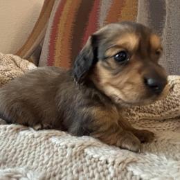 Shaded Cream - Cream male Dachshund puppy in Mesa, Arizona from Ruby Desert Doxies