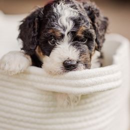 Bernedoodle Puppies from Cookie's Cuties
