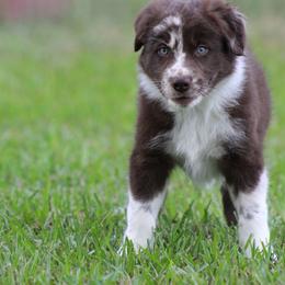 Alfie - Atypical merle male Border Collie puppy in Tylertown, Mississippi from Cool Meadow Farms