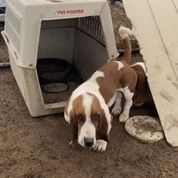 Firulais - Basset Hound