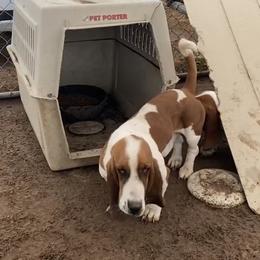 Firulais - Basset Hound