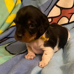 CAMI - Piebald female Dachshund puppy in Elizabethtown, Kentucky from Teeny Tiny Puppy Tails