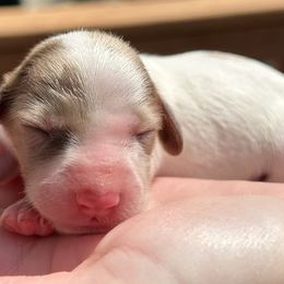 Boy 1 - Piebald male Dachshund puppy in Columbiana, Alabama from Tonya's Dachshunds