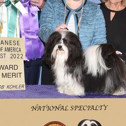 Havanese from Hermosa Havanese