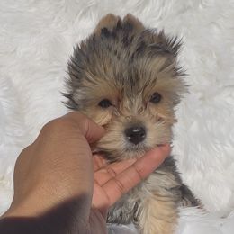 Payton - Black and gold female Yorkshire Terrier puppy in Las Vegas, Nevada from Yorkiepupsntcups