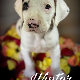 Great Dane Puppies from Sarabi’s Pride of Danes