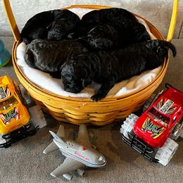 Poodles from Grandview Farm