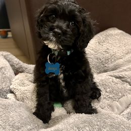Cavapoo, Cockapoo, and Poodle Puppies from Benji’s Cockapoos