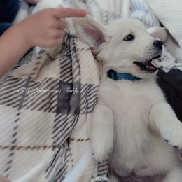 Teddy - Light golden male Golden Retriever puppy in Murfreesboro, Tennessee from ATW Retrievers