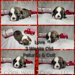 Love - Red male Pembroke Welsh Corgi puppy in Kiowa, Colorado from Cool Water Corgis LLC