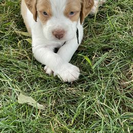 Brittany Puppies from Rabeau’s Genuine Brittany‘s