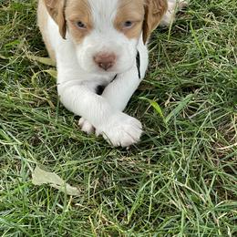 Brittany Puppies from Rabeau’s Genuine Brittany‘s