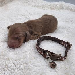 Yosef - Chocolate and tan male Dachshund puppy in Dade City, Florida from Kingpindoxies