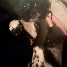 Shih Tzu Puppies from Gogol Family Shih Tzus