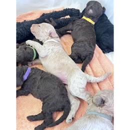 Ivory - Silver-beige  male Poodle puppy in Kapaa, Hawaii from Kauai Poodles