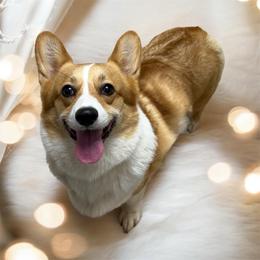 Cali - Red female Pembroke Welsh Corgi puppy in Abingdon, Virginia from Em-K Kennels